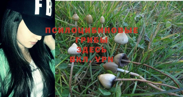 ГАЛЛЮЦИНОГЕННЫЕ ГРИБЫ Каменка